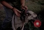 Image of sentry dogs Tan Son Nhut Air Force Base Vietnam, 1965, second 35 stock footage video 65675028511