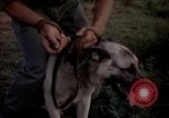 Image of sentry dogs Tan Son Nhut Air Force Base Vietnam, 1965, second 36 stock footage video 65675028511