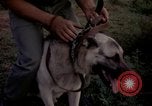 Image of sentry dogs Tan Son Nhut Air Force Base Vietnam, 1965, second 37 stock footage video 65675028511