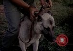 Image of sentry dogs Tan Son Nhut Air Force Base Vietnam, 1965, second 38 stock footage video 65675028511