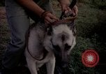Image of sentry dogs Tan Son Nhut Air Force Base Vietnam, 1965, second 39 stock footage video 65675028511