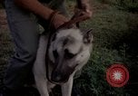 Image of sentry dogs Tan Son Nhut Air Force Base Vietnam, 1965, second 40 stock footage video 65675028511
