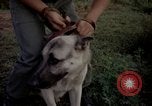 Image of sentry dogs Tan Son Nhut Air Force Base Vietnam, 1965, second 41 stock footage video 65675028511