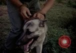 Image of sentry dogs Tan Son Nhut Air Force Base Vietnam, 1965, second 42 stock footage video 65675028511