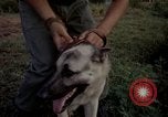 Image of sentry dogs Tan Son Nhut Air Force Base Vietnam, 1965, second 43 stock footage video 65675028511