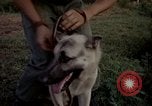 Image of sentry dogs Tan Son Nhut Air Force Base Vietnam, 1965, second 44 stock footage video 65675028511