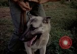 Image of sentry dogs Tan Son Nhut Air Force Base Vietnam, 1965, second 45 stock footage video 65675028511