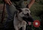 Image of sentry dogs Tan Son Nhut Air Force Base Vietnam, 1965, second 46 stock footage video 65675028511
