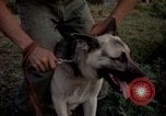 Image of sentry dogs Tan Son Nhut Air Force Base Vietnam, 1965, second 47 stock footage video 65675028511