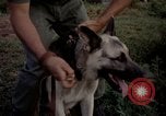 Image of sentry dogs Tan Son Nhut Air Force Base Vietnam, 1965, second 48 stock footage video 65675028511