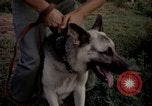 Image of sentry dogs Tan Son Nhut Air Force Base Vietnam, 1965, second 49 stock footage video 65675028511