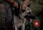 Image of sentry dogs Tan Son Nhut Air Force Base Vietnam, 1965, second 50 stock footage video 65675028511