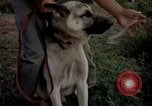 Image of sentry dogs Tan Son Nhut Air Force Base Vietnam, 1965, second 51 stock footage video 65675028511