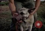 Image of sentry dogs Tan Son Nhut Air Force Base Vietnam, 1965, second 60 stock footage video 65675028511
