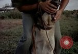 Image of sentry dogs Tan Son Nhut Air Force Base Vietnam, 1965, second 61 stock footage video 65675028511
