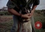 Image of sentry dogs Tan Son Nhut Air Force Base Vietnam, 1965, second 62 stock footage video 65675028511