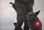 Image of sentry dogs Tan Son Nhut Air Force Base Vietnam, 1965, second 31 stock footage video 65675028513