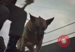 Image of sentry dogs Tan Son Nhut Air Force Base Vietnam, 1965, second 32 stock footage video 65675028513