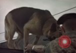 Image of sentry dogs Tan Son Nhut Air Force Base Vietnam, 1965, second 33 stock footage video 65675028513
