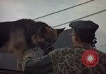 Image of sentry dogs Tan Son Nhut Air Force Base Vietnam, 1965, second 40 stock footage video 65675028513