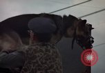 Image of sentry dogs Tan Son Nhut Air Force Base Vietnam, 1965, second 43 stock footage video 65675028513