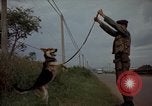 Image of sentry dogs Tan Son Nhut Air Force Base Vietnam, 1965, second 51 stock footage video 65675028513