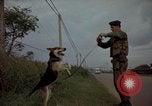 Image of sentry dogs Tan Son Nhut Air Force Base Vietnam, 1965, second 52 stock footage video 65675028513