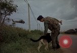 Image of sentry dogs Tan Son Nhut Air Force Base Vietnam, 1965, second 54 stock footage video 65675028513