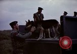 Image of sentry dogs Tan Son Nhut Air Force Base Vietnam, 1965, second 37 stock footage video 65675028514