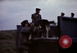 Image of sentry dogs Tan Son Nhut Air Force Base Vietnam, 1965, second 38 stock footage video 65675028514