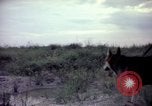 Image of sentry dogs Tan Son Nhut Air Force Base Vietnam, 1965, second 57 stock footage video 65675028514