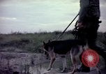 Image of sentry dogs Tan Son Nhut Air Force Base Vietnam, 1965, second 58 stock footage video 65675028514