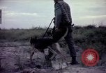Image of sentry dogs Tan Son Nhut Air Force Base Vietnam, 1965, second 59 stock footage video 65675028514
