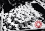 Image of United States farmers United States USA, 1943, second 25 stock footage video 65675028522
