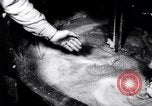 Image of rubber factory United States USA, 1943, second 53 stock footage video 65675028526