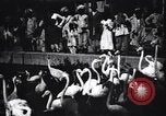 Image personnes regardent flamants dans un zoo l'Inde, 1953, de la seconde 3 séquences d'archives historiques vidéo 65675028600