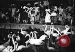 Image personnes regardent flamants dans un zoo l'Inde, 1953, de la seconde 4 séquences d'archives historiques vidéo 65675028600