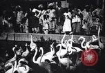 Image personnes regardent flamants dans un zoo l'Inde, 1953, de la seconde 5 séquences d'archives historiques vidéo 65675028600