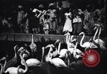 Image personnes regardent flamants dans un zoo l'Inde, 1953, de la seconde 6 séquences d'archives historiques vidéo 65675028600