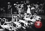 Image personnes regardent flamants dans un zoo l'Inde, 1953, de la seconde 8 séquences d'archives historiques vidéo 65675028600