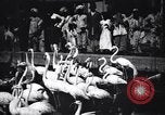 Image personnes regardent flamants dans un zoo l'Inde, 1953, de la seconde 10 séquences d'archives historiques vidéo 65675028600