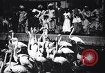 Image personnes regardent flamants dans un zoo l'Inde, 1953, de la seconde 11 séquences d'archives historiques vidéo 65675028600