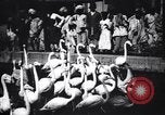 Image personnes regardent flamants dans un zoo l'Inde, 1953, de la seconde 14 séquences d'archives historiques vidéo 65675028600