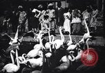 Image personnes regardent flamants dans un zoo l'Inde, 1953, de la seconde 17 séquences d'archives historiques vidéo 65675028600