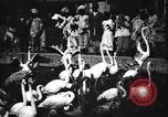 Image personnes regardent flamants dans un zoo l'Inde, 1953, de la seconde 18 séquences d'archives historiques vidéo 65675028600