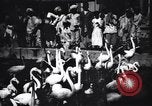 Image personnes regardent flamants dans un zoo l'Inde, 1953, de la seconde 20 séquences d'archives historiques vidéo 65675028600