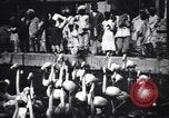 Image personnes regardent flamants dans un zoo l'Inde, 1953, de la seconde 24 séquences d'archives historiques vidéo 65675028600