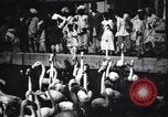 Image personnes regardent flamants dans un zoo l'Inde, 1953, de la seconde 26 séquences d'archives historiques vidéo 65675028600