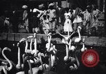 Image personnes regardent flamants dans un zoo l'Inde, 1953, de la seconde 27 séquences d'archives historiques vidéo 65675028600