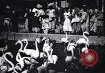 Image personnes regardent flamants dans un zoo l'Inde, 1953, de la seconde 29 séquences d'archives historiques vidéo 65675028600
